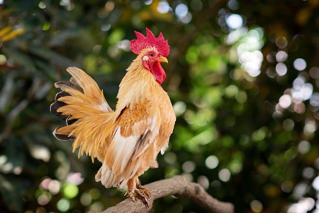 Pollo Campero