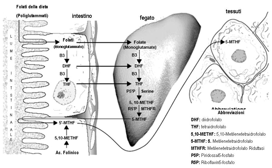 POMORDORA