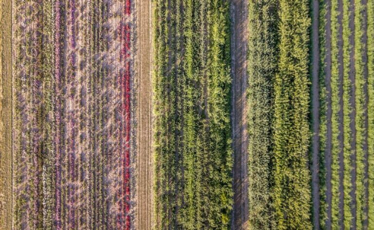 Alice's Corner Bolivian Cuisine